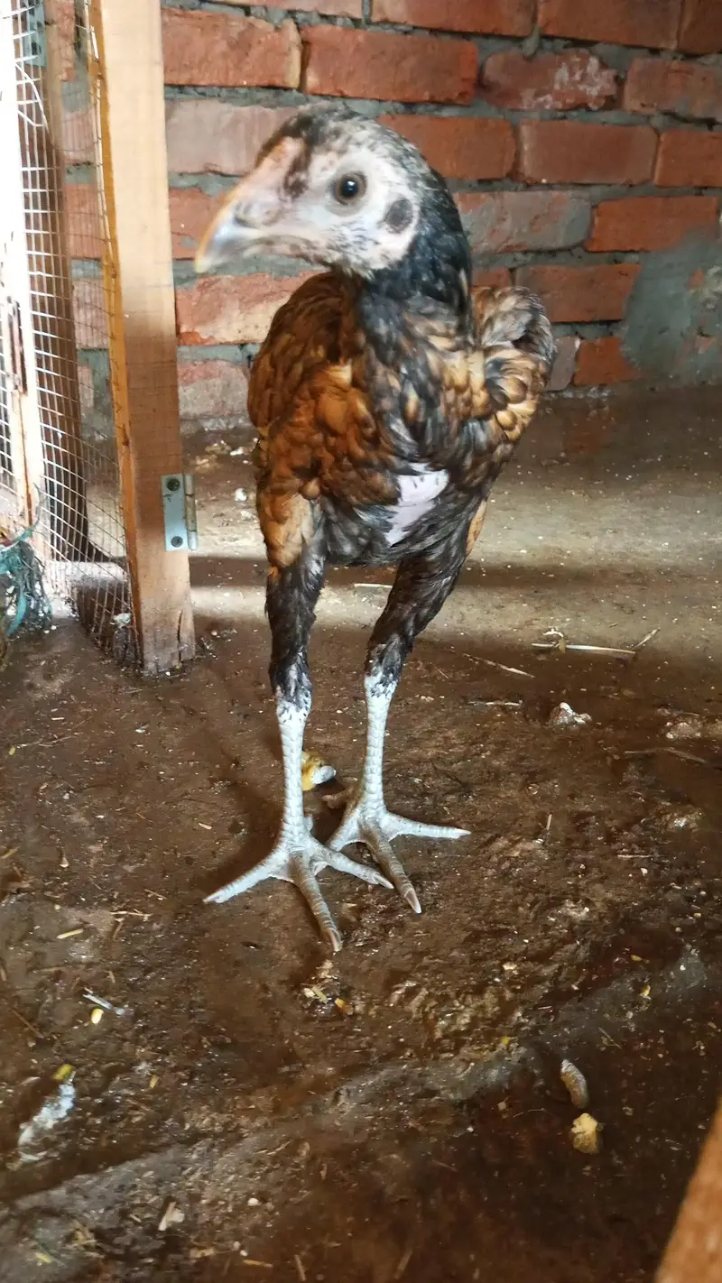 aseel hen.   long hight — photo 4