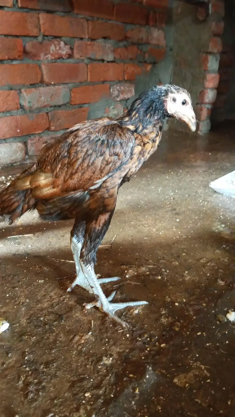 aseel hen.   long hight — photo 5