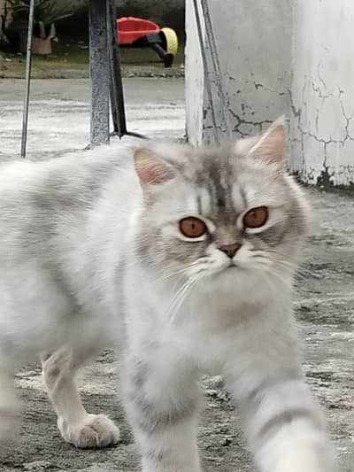 persian cats pair