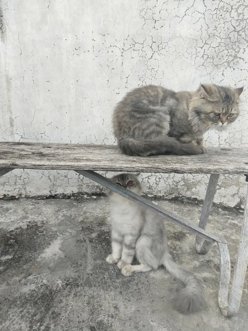 persian cats pair — photo 2
