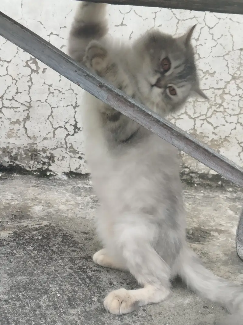 persian cats pair — photo 3