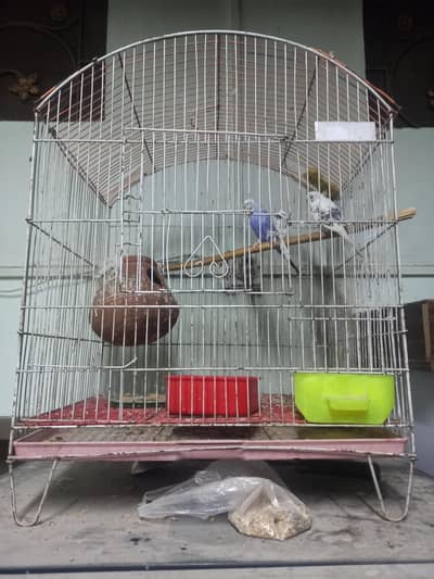 Australian Parrots Available for Sale