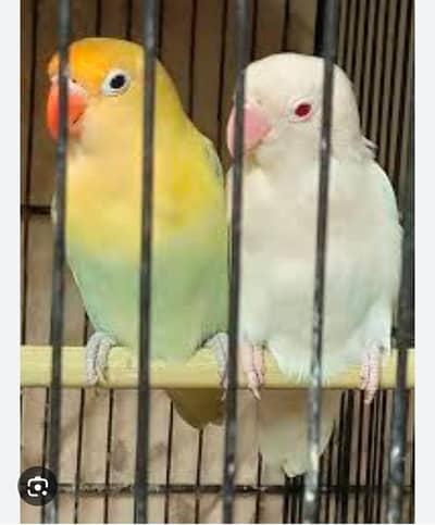 Best breeder pair lovebirds Available for Sale