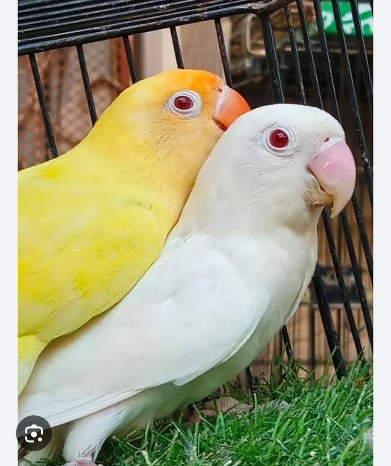 Best breeder pair lovebirds Available for Sale — photo 2