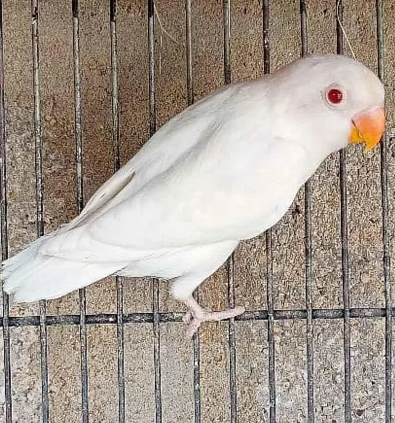 Best breeder pair lovebirds Available for Sale — photo 3