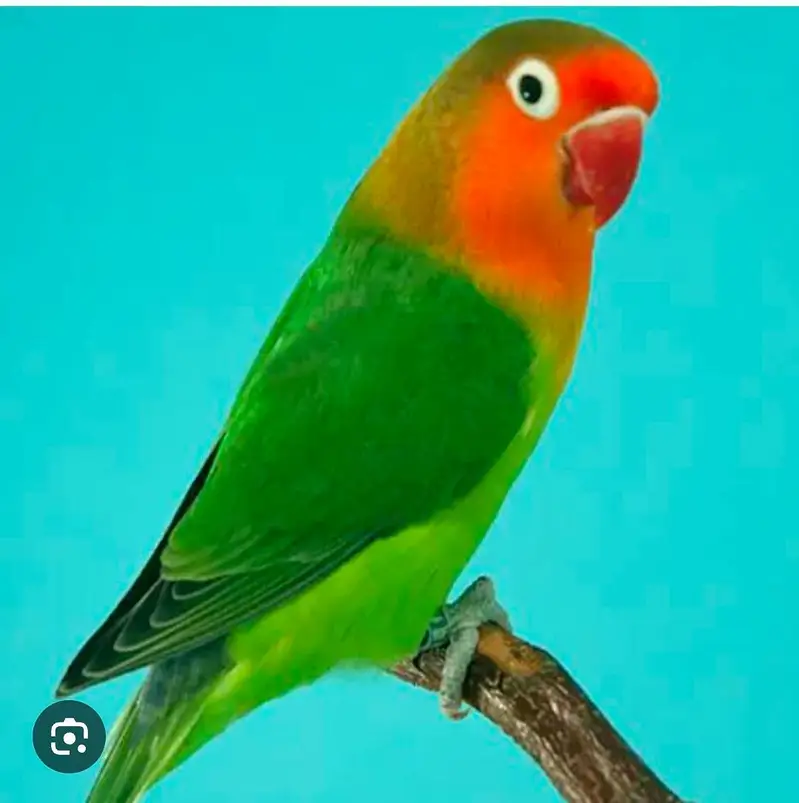 Best breeder pair lovebirds Available for Sale — photo 4
