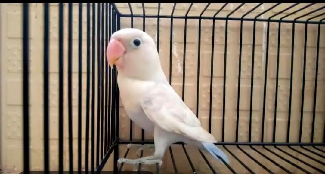 Best breeder pair lovebirds Available for Sale — photo 5