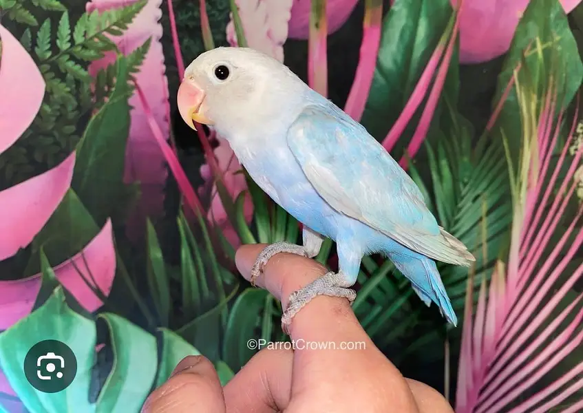 Best breeder pair lovebirds Available for Sale — photo 6