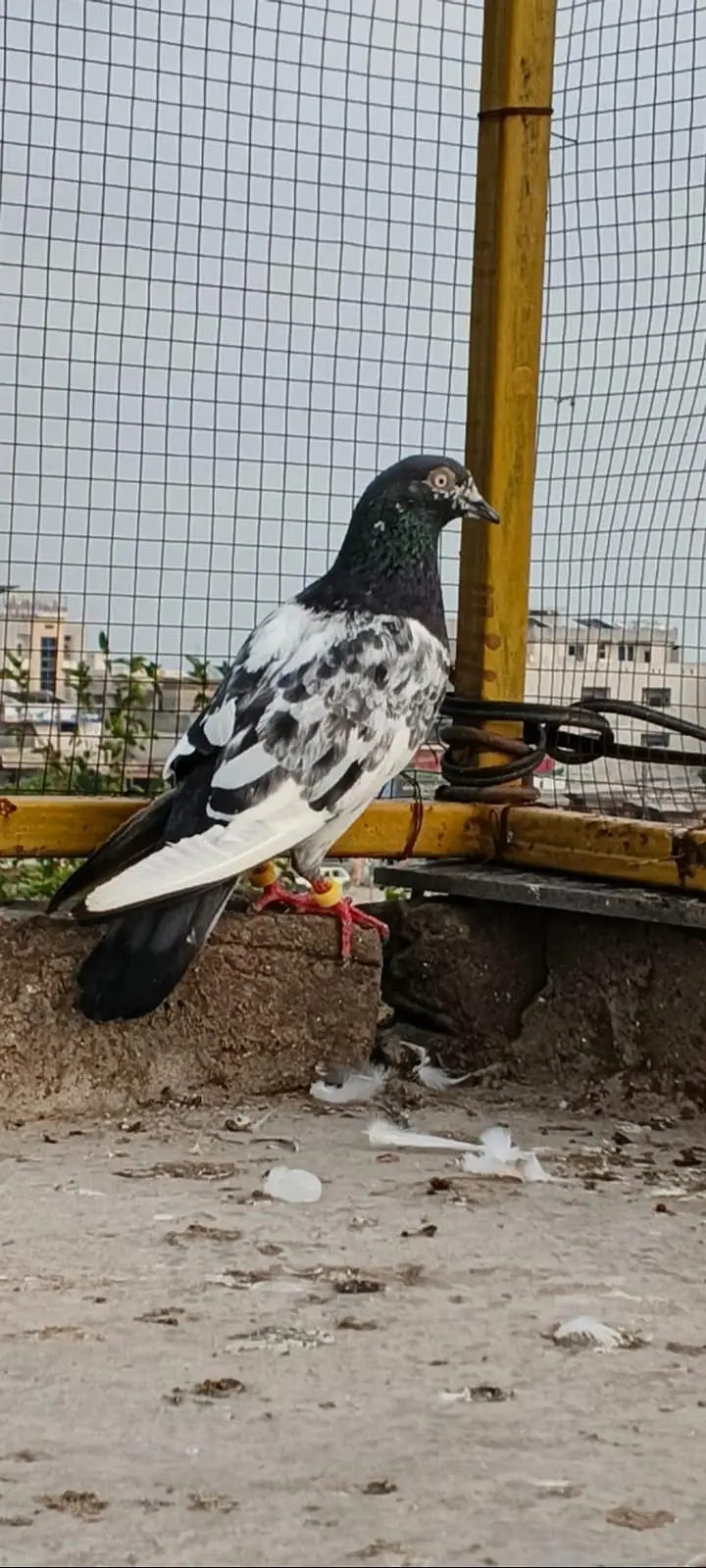 Whatsapp 03150549275 — photo 2
