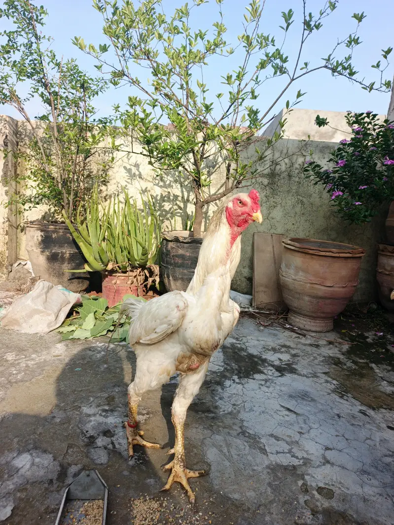 White Shamo trio — photo 2