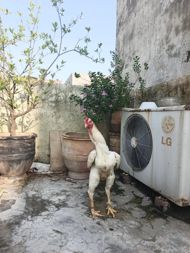 White Shamo trio — photo 3