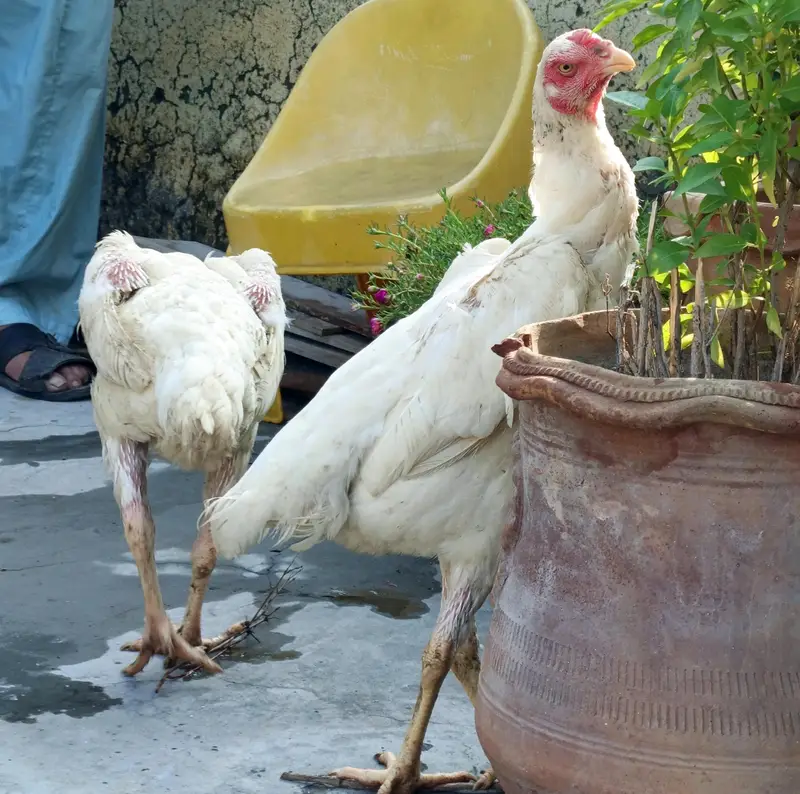 White Shamo trio — photo 6