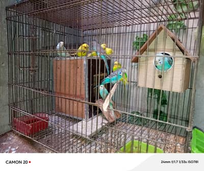 parrot cage, budgies cage, lovebird cage, hen cage, pigeon cage f
