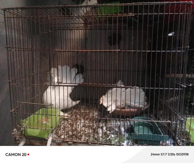 parrot cage, budgies cage, lovebird cage, hen cage, pigeon cage f — photo 2