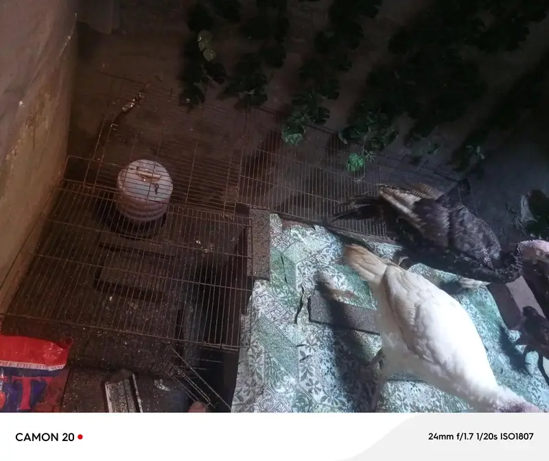 parrot cage, budgies cage, lovebird cage, hen cage, pigeon cage f — photo 3