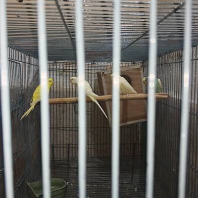 2 budgie pair breeder exchange with Hogoromo