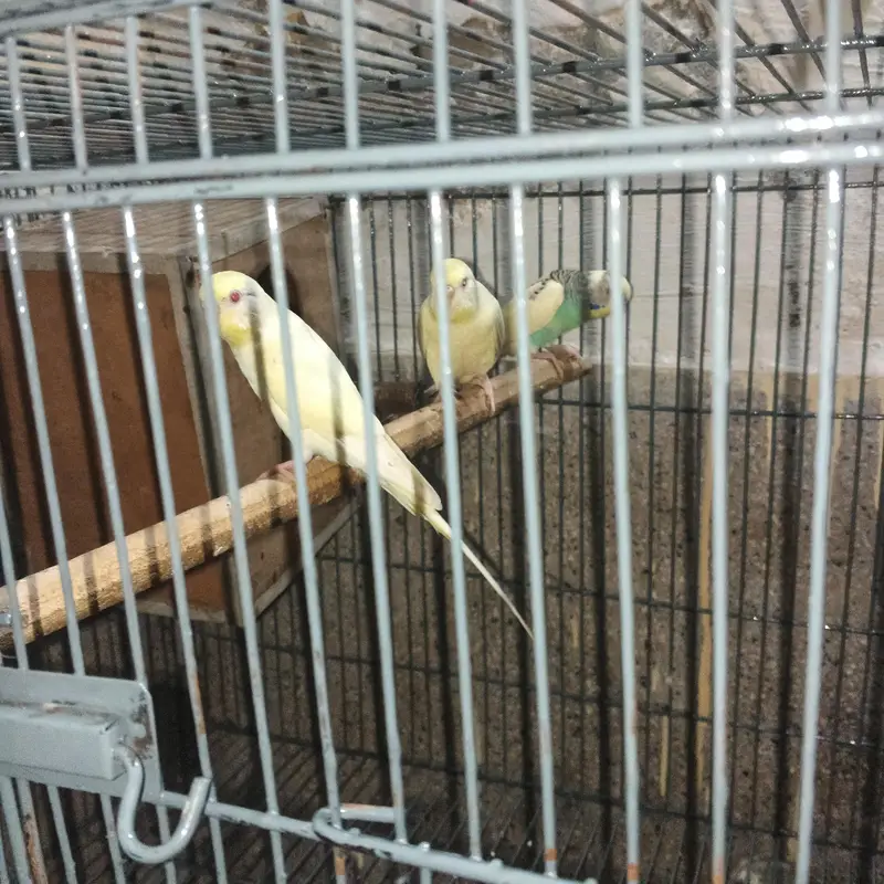 2 budgie pair breeder — photo 2