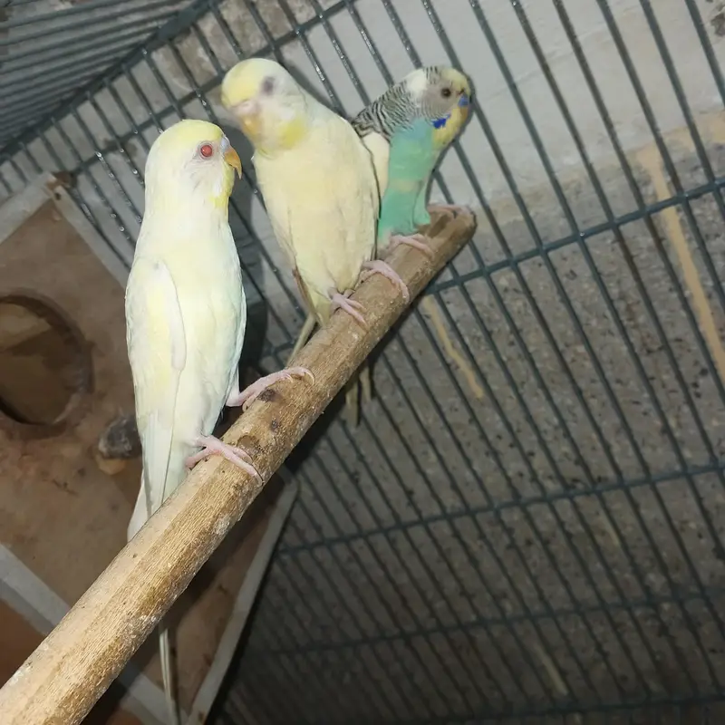 2 budgie pair breeder — photo 3