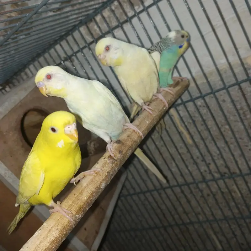 2 budgie pair breeder — photo 4