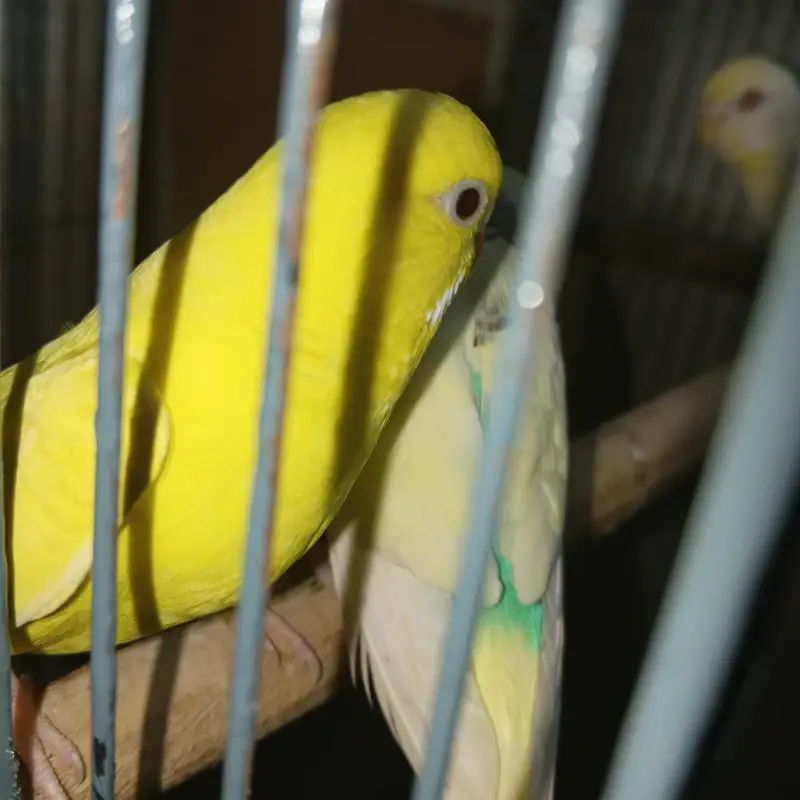 2 budgie pair breeder — photo 5