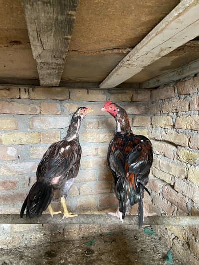 1 aseel pair for sale