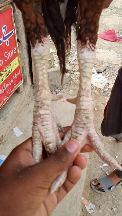 4 year old Sindhi Aseel for sale