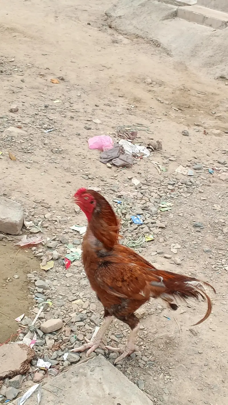 4 year old Sindhi Aseel for sale — photo 2