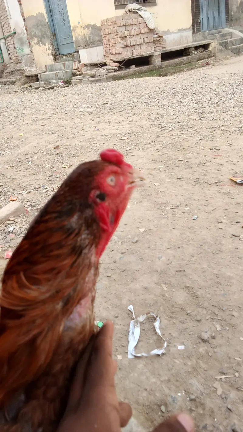 4 year old Sindhi Aseel for sale — photo 3