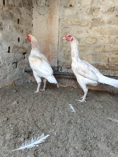 Beautiful white breeder pair for sale