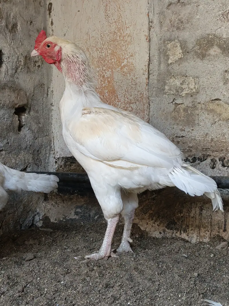 Beautiful white breeder pair for sale — photo 2