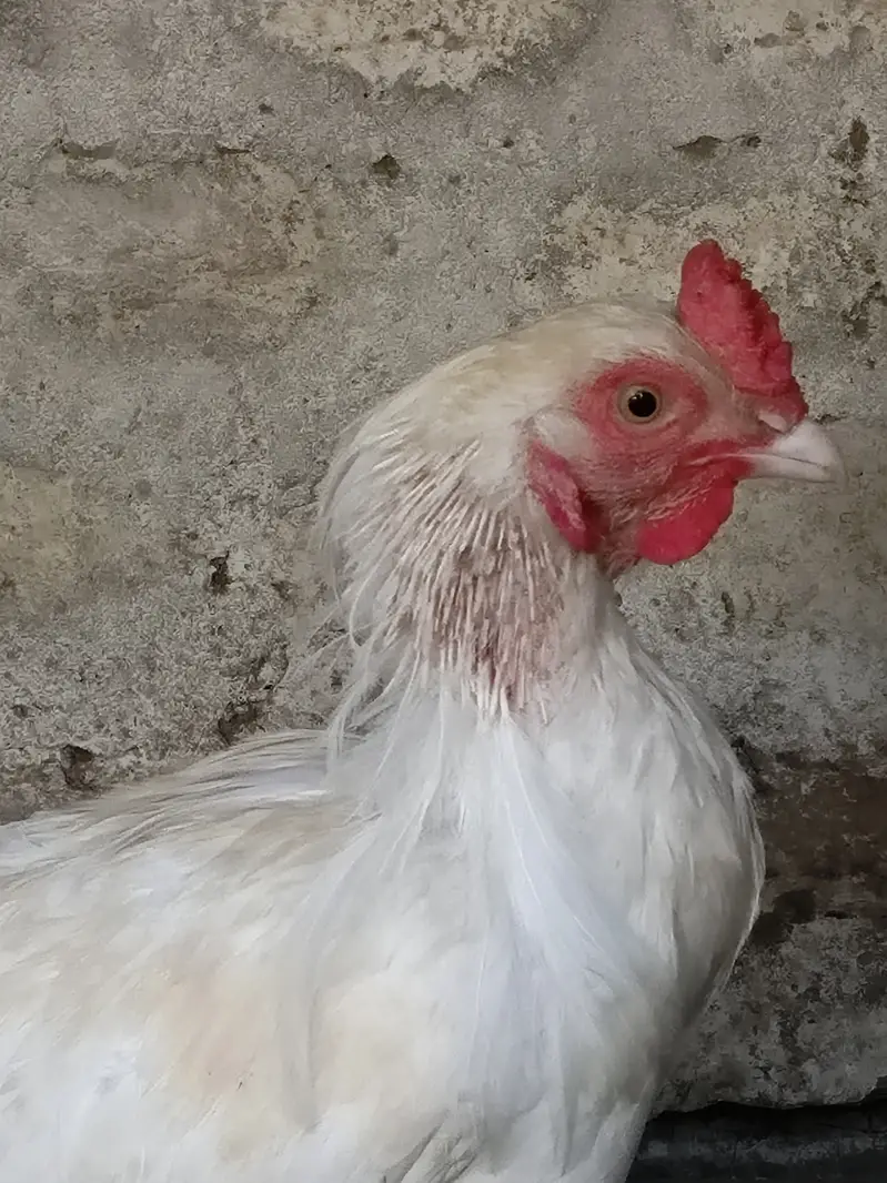 Beautiful white breeder pair for sale — photo 3
