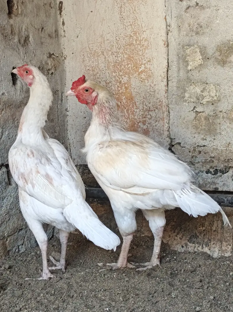 Beautiful white breeder pair for sale — photo 4