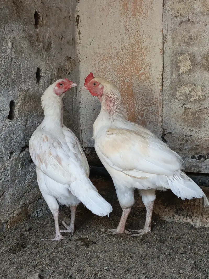 Beautiful white breeder pair for sale — photo 5