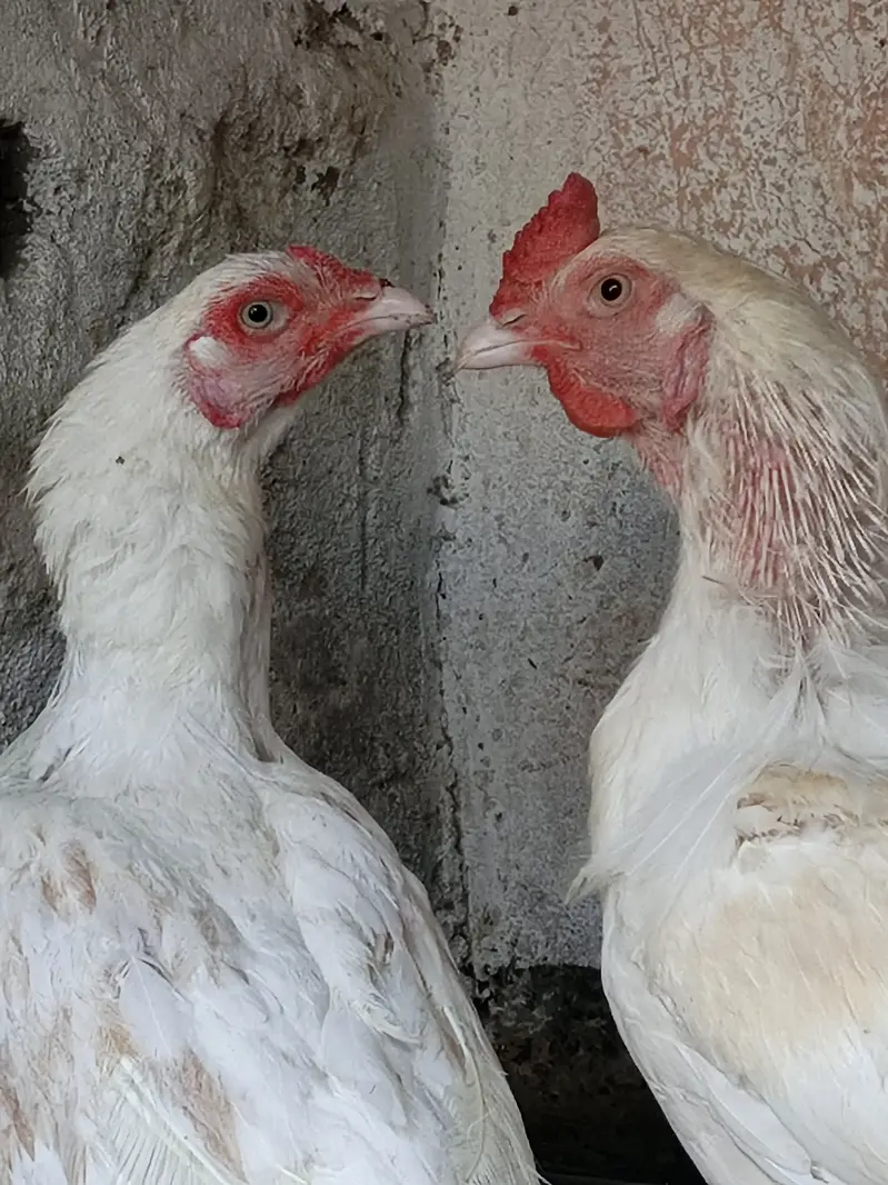 Beautiful white breeder pair for sale — photo 6