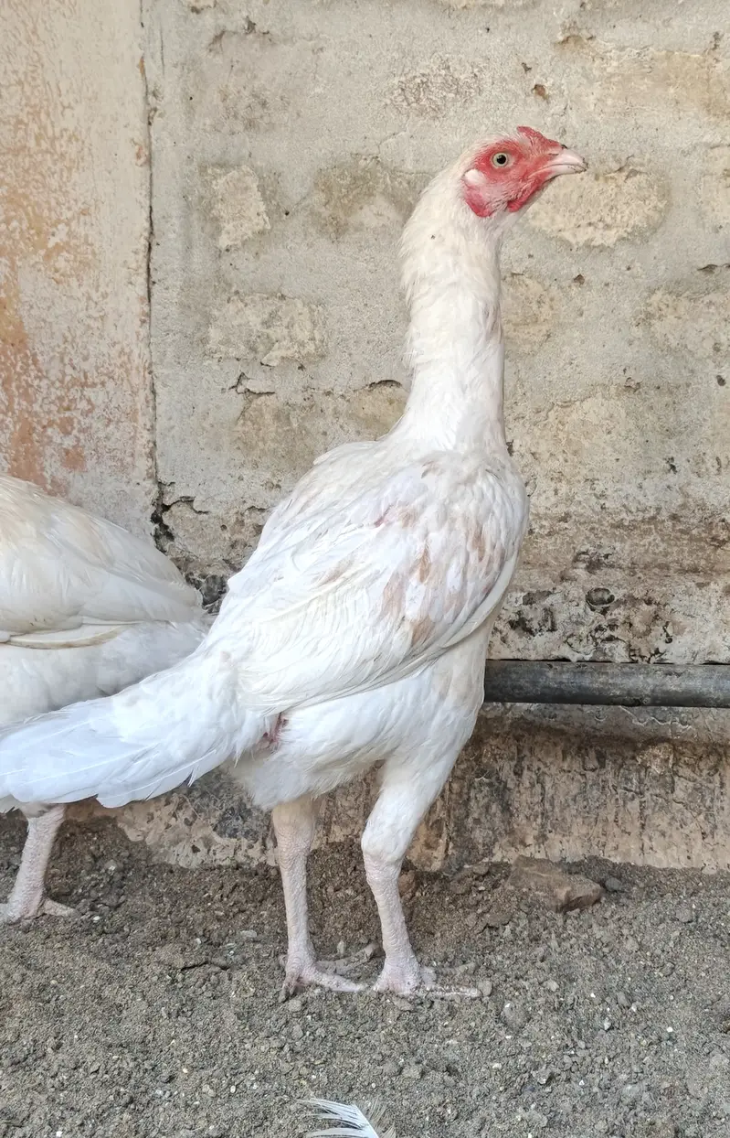 Beautiful white breeder pair for sale — photo 7
