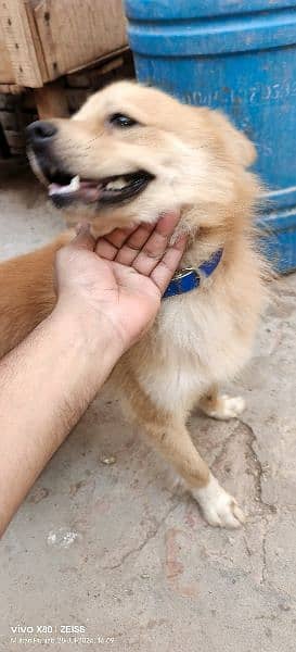 Pomeranian dog fully trained play full an very energetic 03015458888