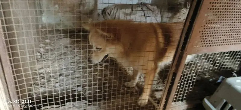 Pomeranian dog fully trained play full an very energetic 03015458888 — photo 2