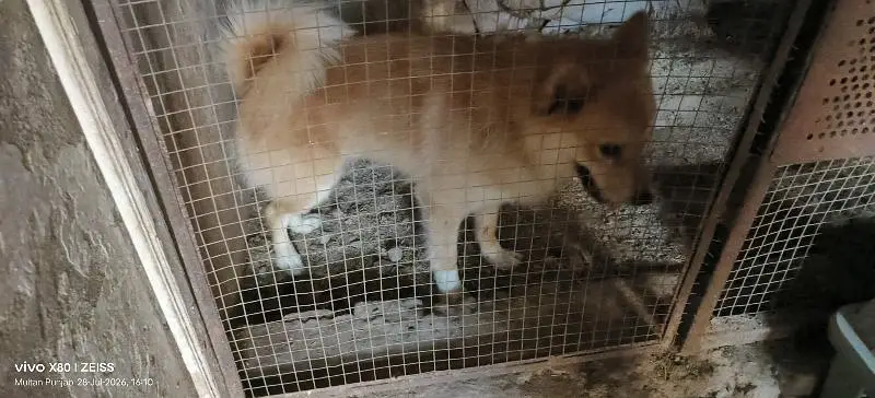 Pomeranian dog fully trained play full an very energetic 03015458888 — photo 3