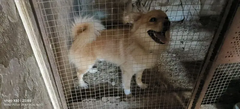 Pomeranian dog fully trained play full an very energetic 03015458888 — photo 4