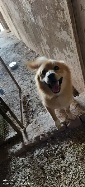 Pomeranian dog fully trained play full an very energetic 03015458888 — photo 5
