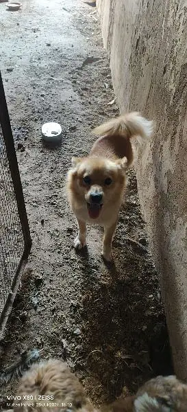 Pomeranian dog fully trained play full an very energetic 03015458888 — photo 6