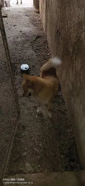 Pomeranian dog fully trained play full an very energetic 03015458888 — photo 7