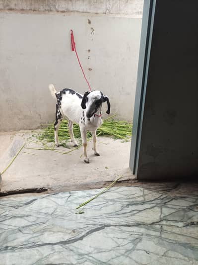 bakra teddi age 2.5 month