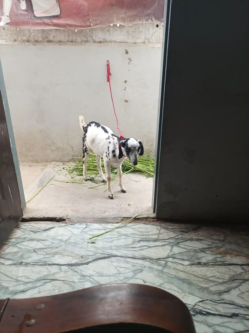 bakra teddi age 2.5 month — photo 2