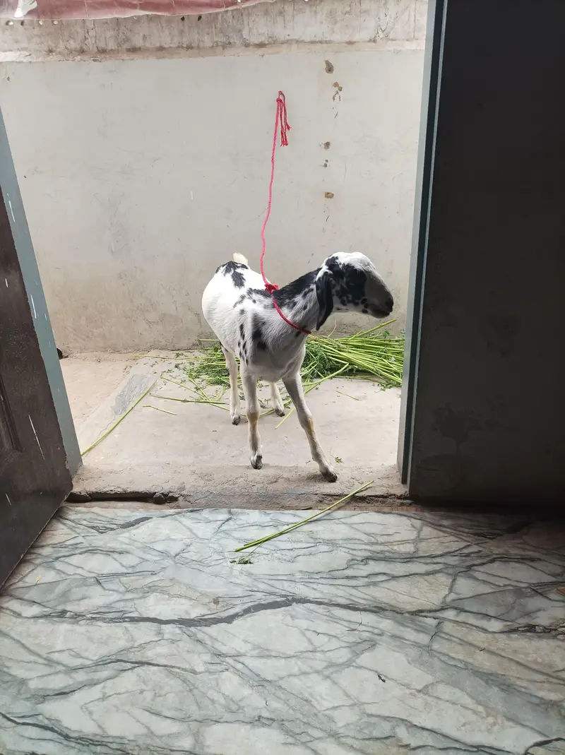bakra teddi age 2.5 month — photo 3