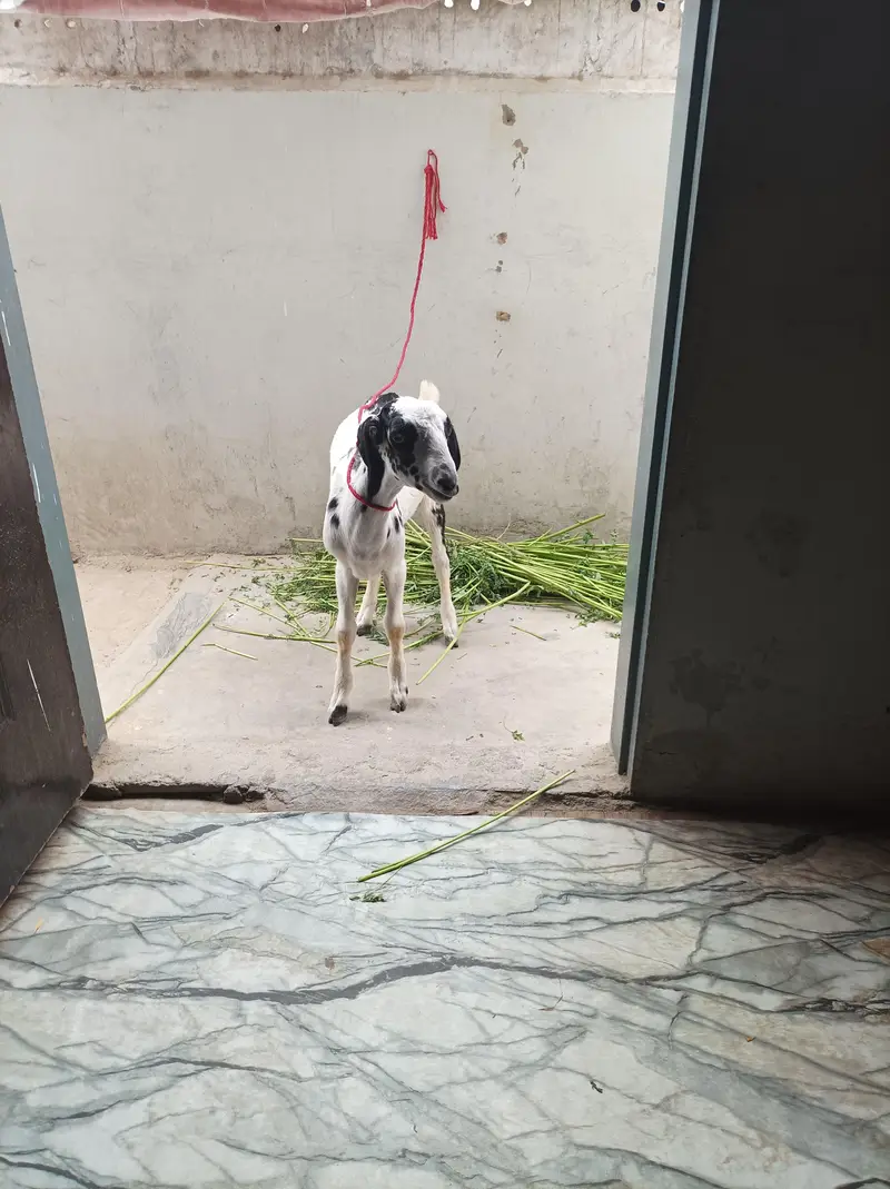bakra teddi age 2.5 month — photo 4