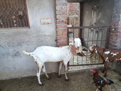 goat for sale