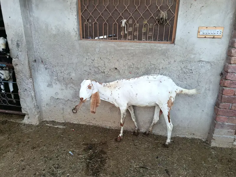 goat for sale — photo 2