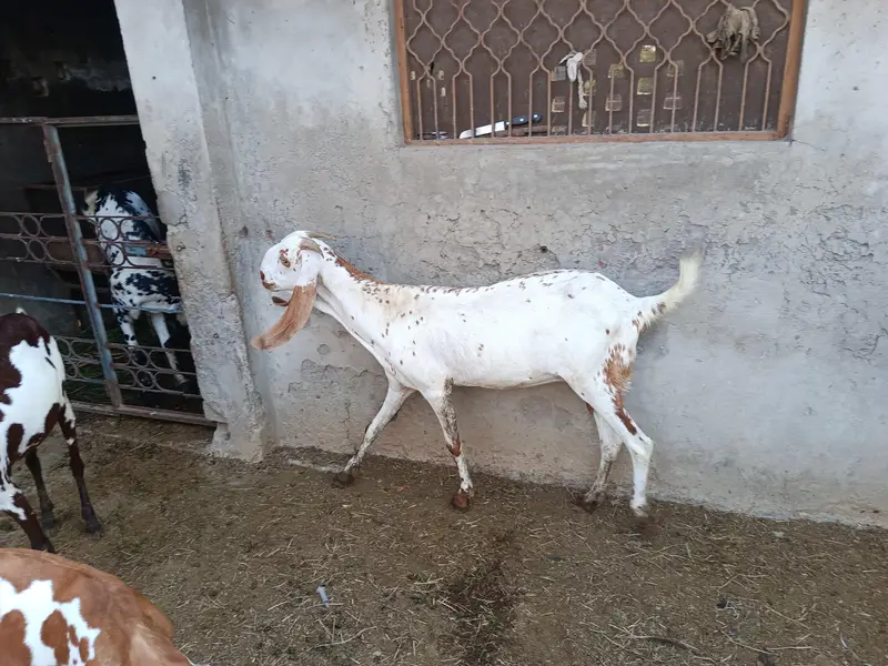 goat for sale — photo 3