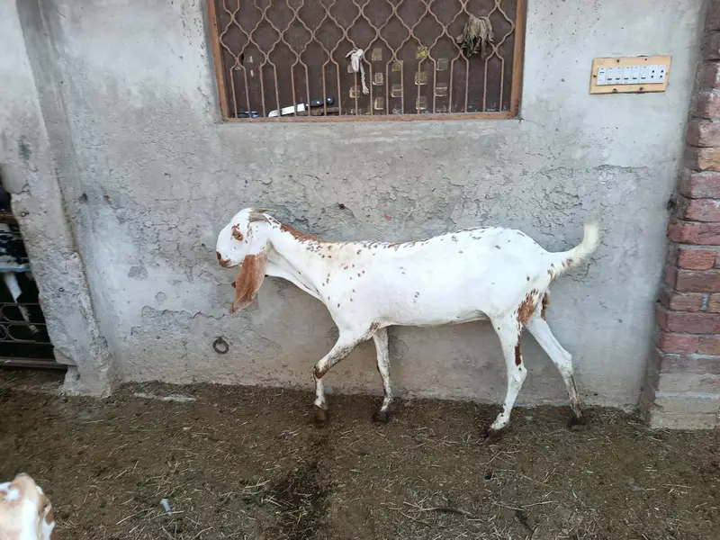 goat for sale — photo 4